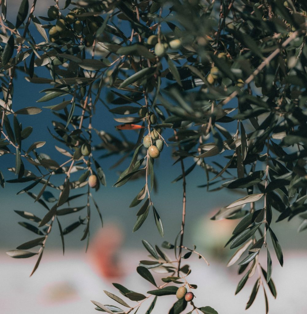 Aceites de oliva premium